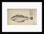 'Asellus mollis latus' by Anonymous