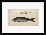'..a Greyling' and 'carp' by Anonymous