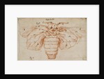 A silk moth by Marcello Malpighi