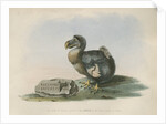 The Dodo by Anonymous