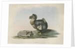 The Dodo by Anonymous