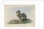 The Dodo by Anonymous