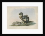 The Dodo by Anonymous