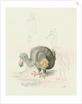 Dodo, with Cassowary and Heron [?] by Anonymous