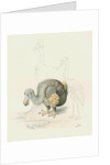 Dodo, with Cassowary and Heron [?] by Anonymous