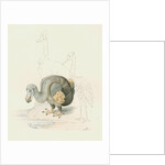 Dodo, with Cassowary and Heron [?] by Anonymous