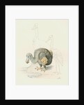 Dodo, with Cassowary and Heron [?] by Anonymous