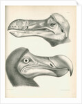 Two studies of a Dodo head by Joseph Dinkel