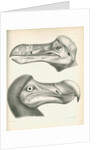 Two studies of a Dodo head by Joseph Dinkel