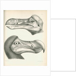 Two studies of a Dodo head by Joseph Dinkel