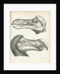 Two studies of a Dodo head by Joseph Dinkel