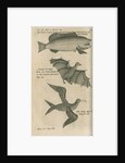 Animals of New Guinea observed by William Dampier (1651-1715) by Anonymous