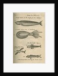 Marine life of Australia [New Holland] observed by William Dampier (1651-1715) by Anonymous