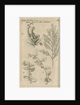 Plants of Australia [New Holland] observed by William Dampier (1651-1715) by Anonymous