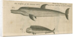 Marine life of Australia [New Holland] observed by William Dampier (1651-1715) by Anonymous