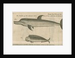 Marine life of Australia [New Holland] observed by William Dampier (1651-1715) by Anonymous