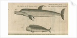 Marine life of Australia [New Holland] observed by William Dampier (1651-1715) by Anonymous