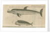 Marine life of Australia [New Holland] observed by William Dampier (1651-1715) by Anonymous