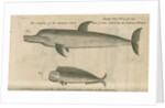 Marine life of Australia [New Holland] observed by William Dampier (1651-1715) by Anonymous