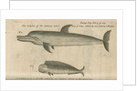 Marine life of Australia [New Holland] observed by William Dampier (1651-1715) by Anonymous