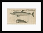 Marine life of Australia [New Holland] observed by William Dampier (1651-1715) by Anonymous