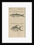 Marine life observed by William Dampier (1651-1715) by Anonymous