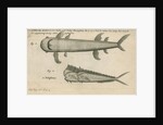 Marine life observed by William Funnell by Anonymous