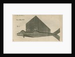 'The Jelly Fish', observed by William Funnell by Anonymous