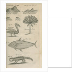 Landmarks and wildlife of Panama, observed by William Funnell by Anonymous