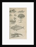 Landmarks and wildlife of Panama, observed by William Funnell by Anonymous