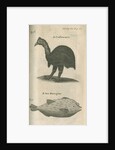 Cassowary and sea-porcupine fish observed by William Funnell by Anonymous