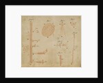 Microscopic views of duckweed and microorganisms by Antoni van Leeuwenhoek