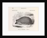 Hedgehog by Anonymous
