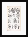 Various forms of ammonites by Edward Lear