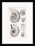 Four genus of ammonite by Edward Lear