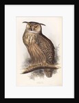 Eagle Owl by Edward Lear