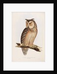 Eastern Great Horned Owl by Edward Lear
