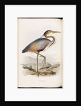 Purple Heron by Edward Lear
