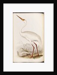 White Crane by Edward Lear
