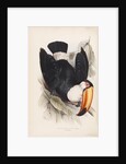 Toco Toucan by Edward Lear