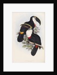 Culmenated Toucan by Edward Lear