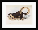 Malayan Giant Squirrel by I W Moore