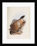Quebec Marmot by I W Moore