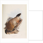 Quebec Marmot by I W Moore