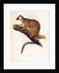 Red Macacuco [Red Lemur] by I W Moore