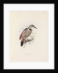 Red-shafted Flicker by John Christian Zeitter
