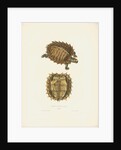 Spiny Turtle by J D C Sowerby