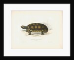 South American Tortoise by J D C Sowerby