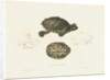 Indian Roofed Turtle by J D C Sowerby