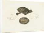 Indian Roofed Turtle by J D C Sowerby
